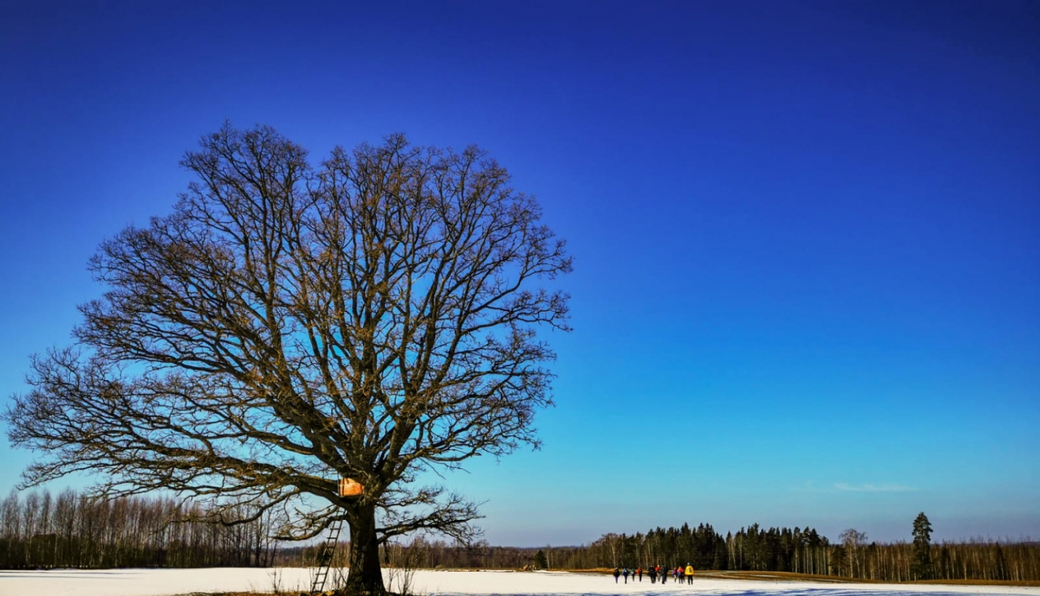Koks uz sniegota lauka, tālumā iet pārgājiena dalībnieki
