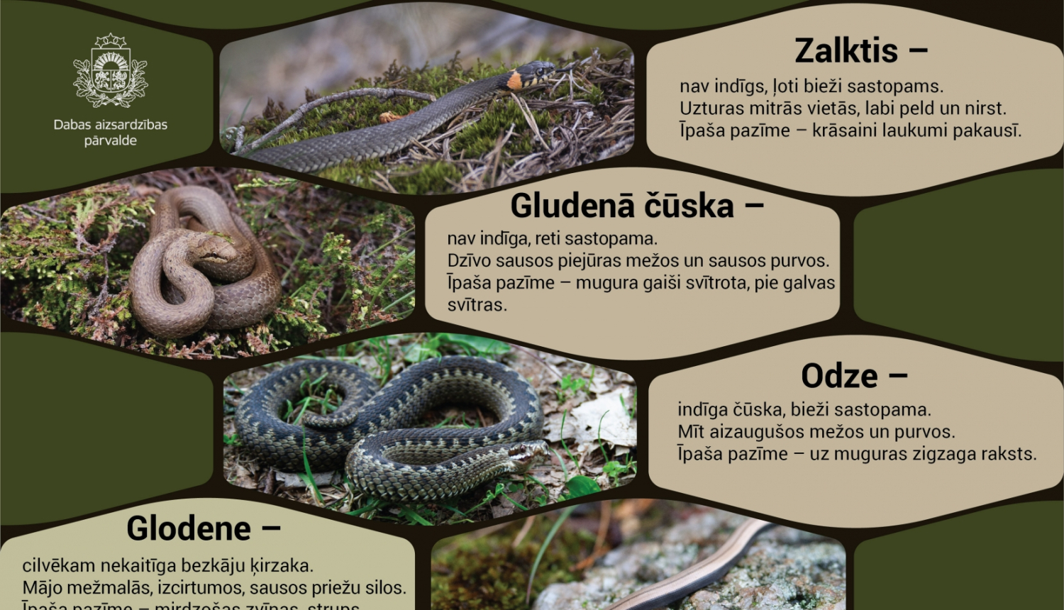 Čūsku foto attēli