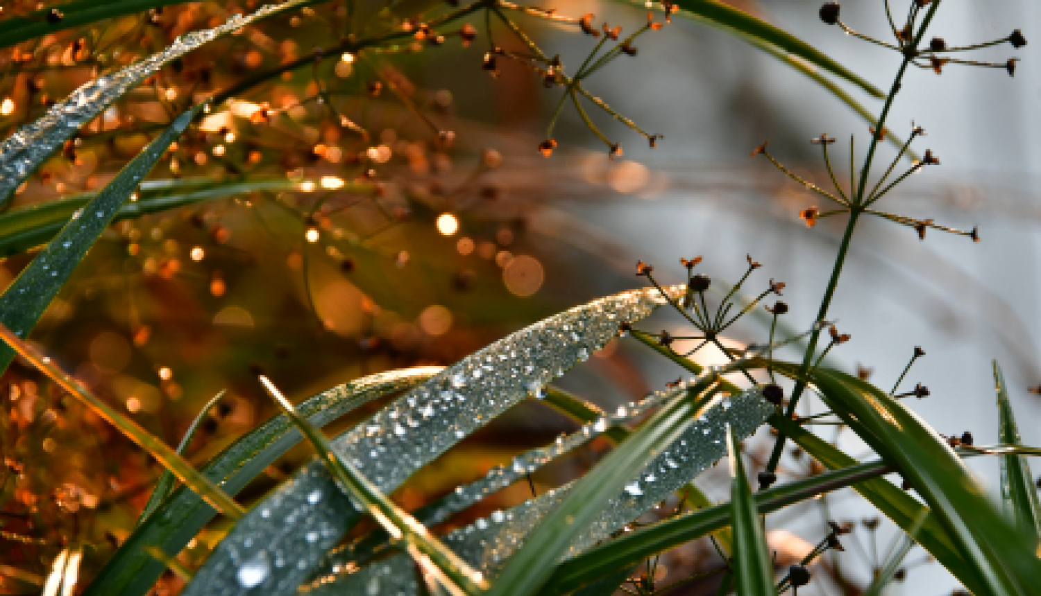 Pašvaldības nedēļas plāns 14.09. -20.09.2020