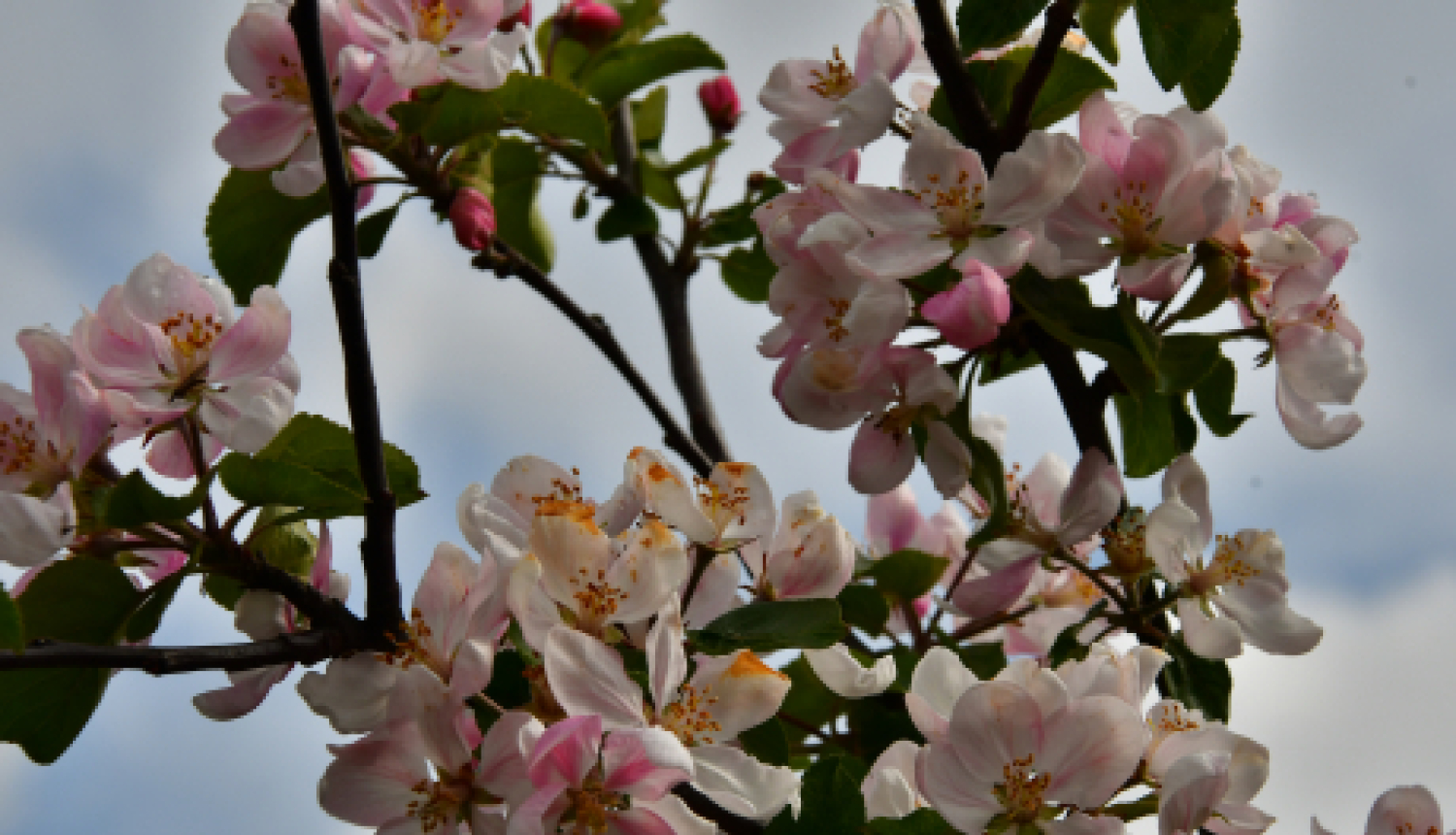 Jēkabpils pilsētas pašvaldības darba laiks svētkos