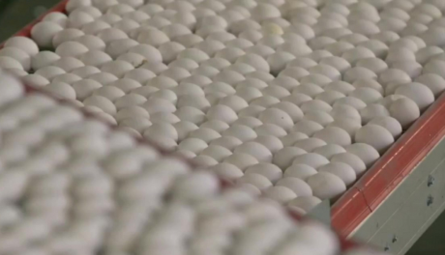 Paziņojums par SIA “GALLUSMAN” Olu un olu produktu ražotnes kompleksa izveides ietekmes uz vidi novērtējuma ziņojuma sabiedrisko apspriešanu