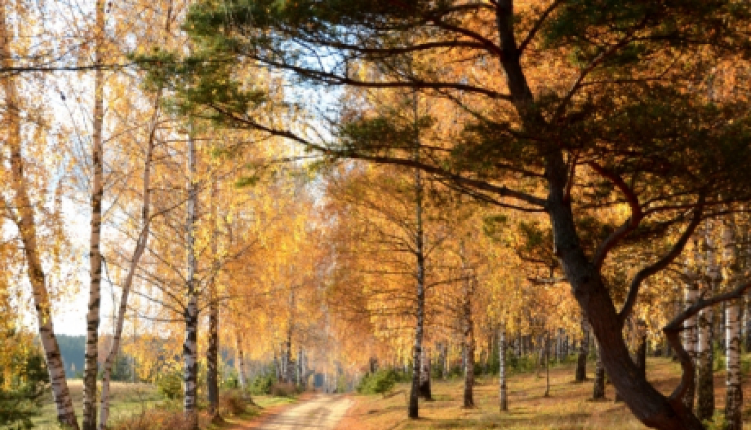 10.oktobrī biedrība "Dzīvības koks" aicina jēkabpiliešus uz nūjošanas nodarbībām