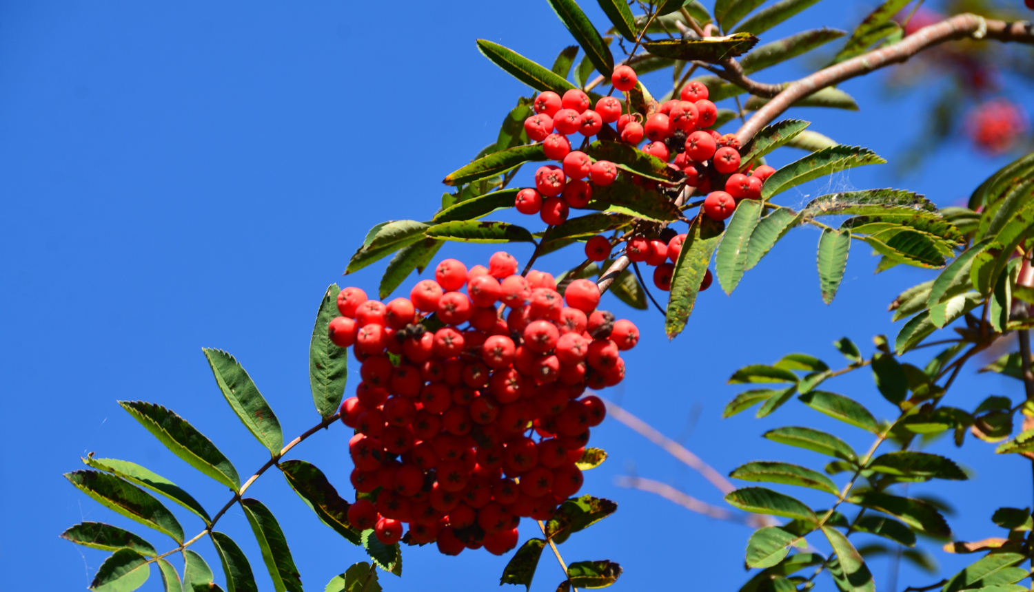 Dabas attēls- pīlādži