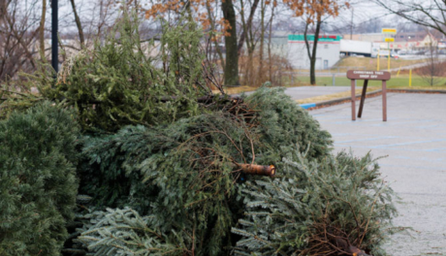 "Jēkabpils pakalpojumi" aicina atbrīvoties no Ziemassvētku eglītēm videi draudzīgi