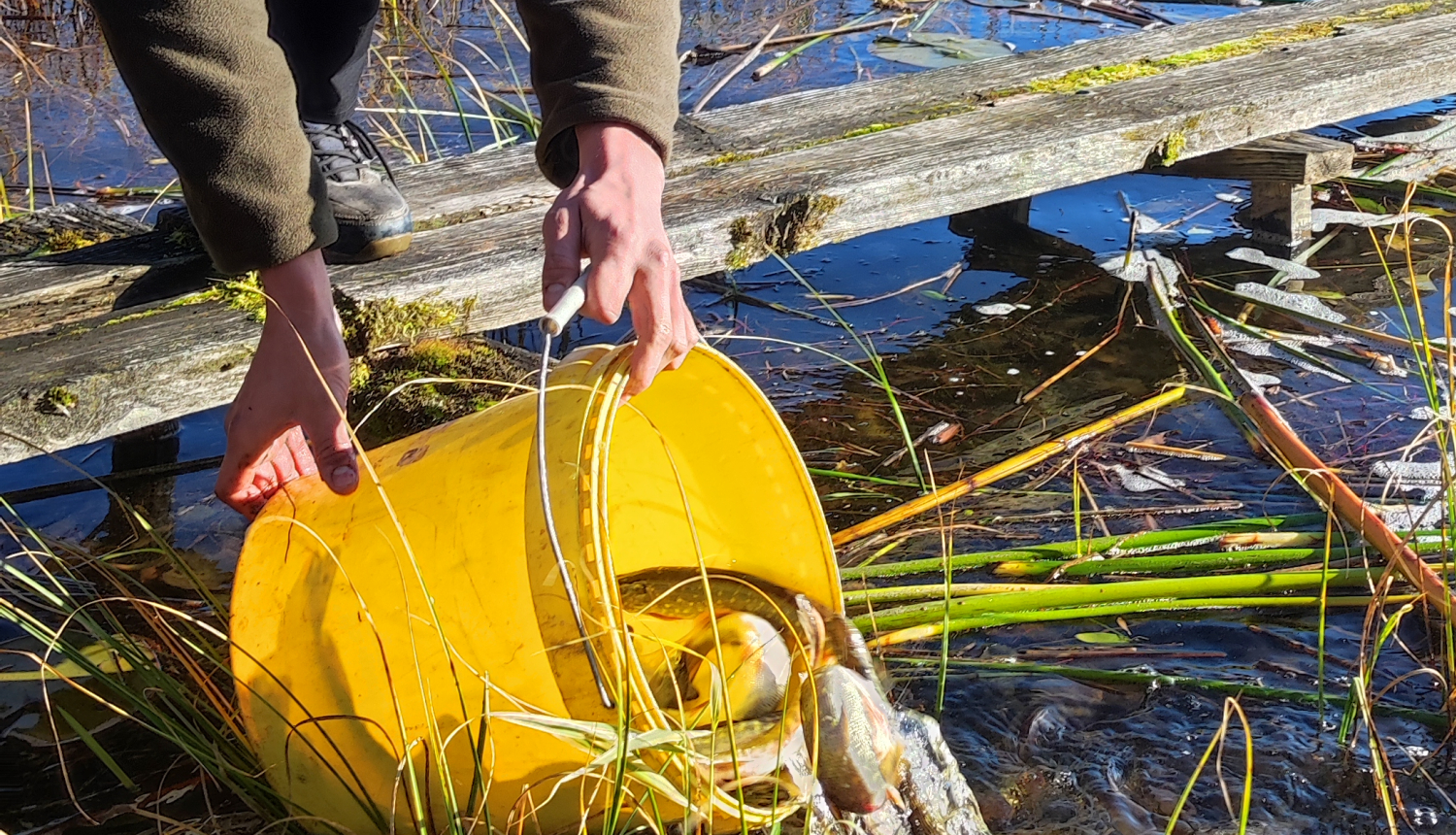 Zivju resursu palielināšana