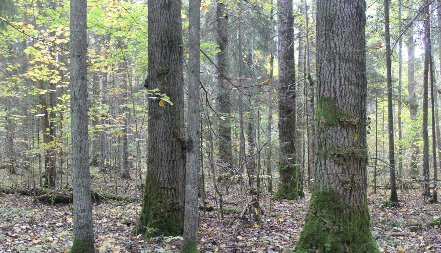 Dimantu mežs Kalna pagatsā