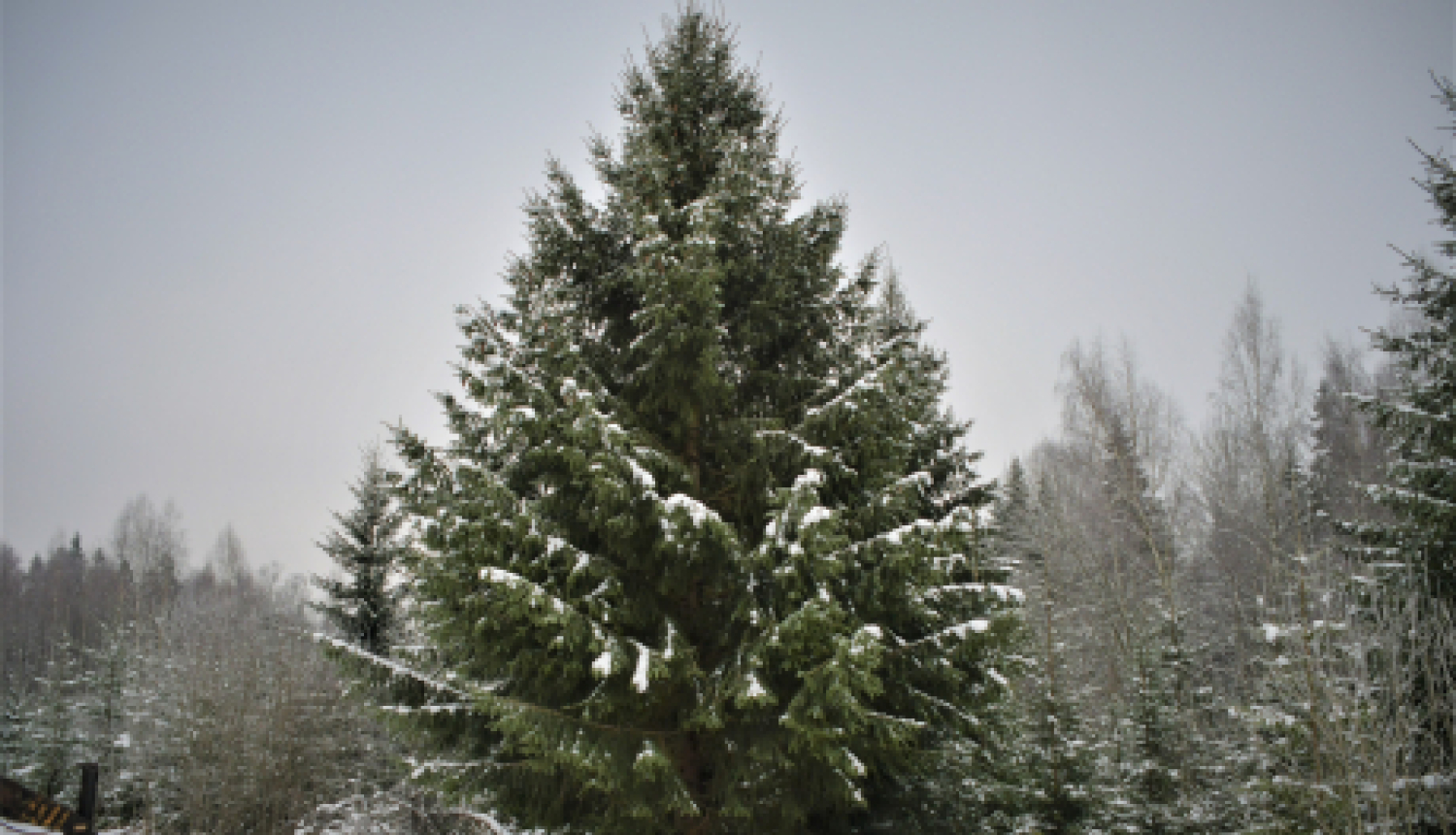 Izvēlēta pilsētas galvenā egle, kas rotās Vecpilsētas laukumu