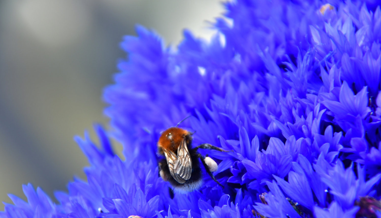 Jēkabpils novada pašvaldības darba laiks svētkos
