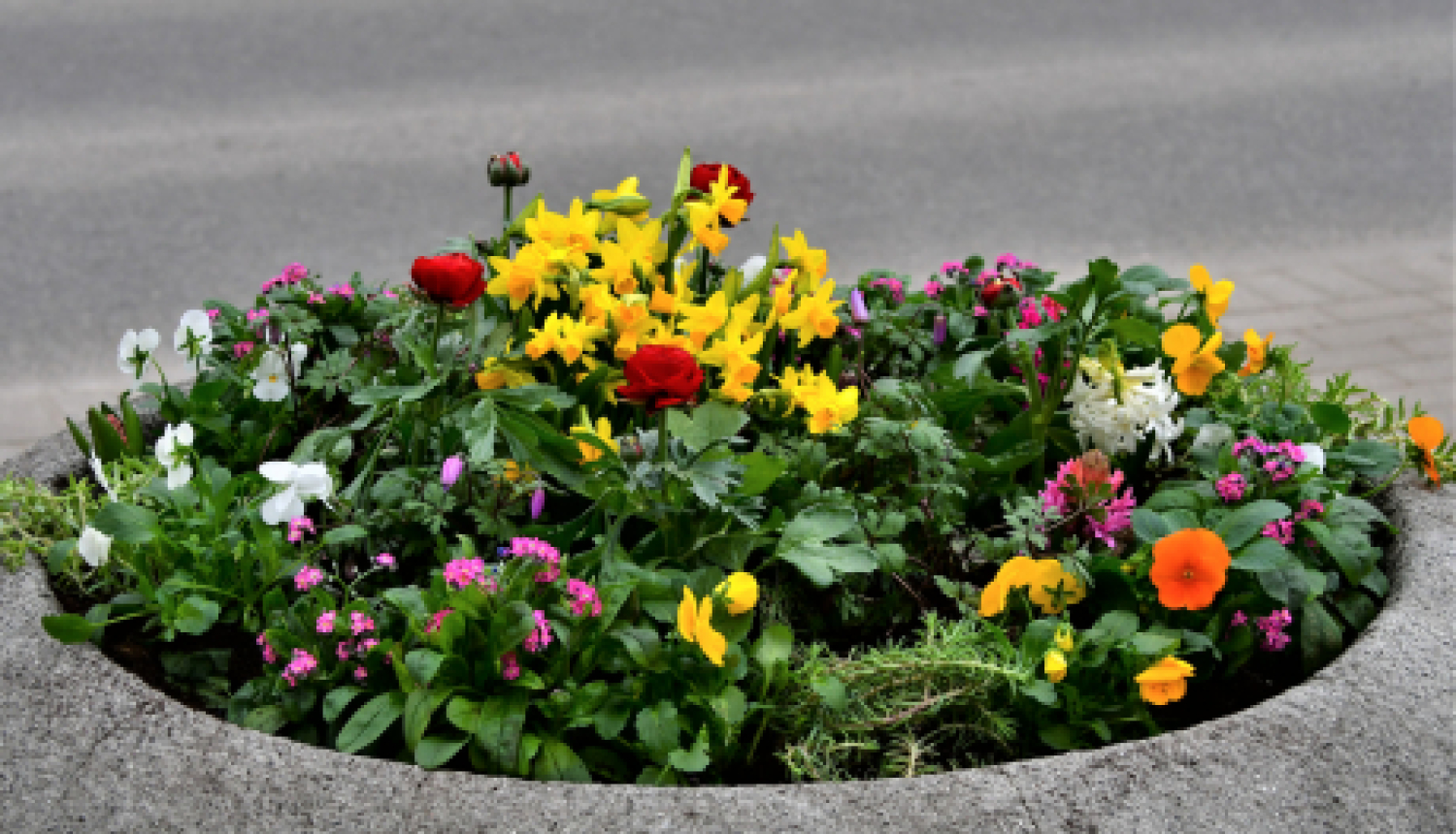 Jēkabpils dobes sāk rotāt pavasara puķes