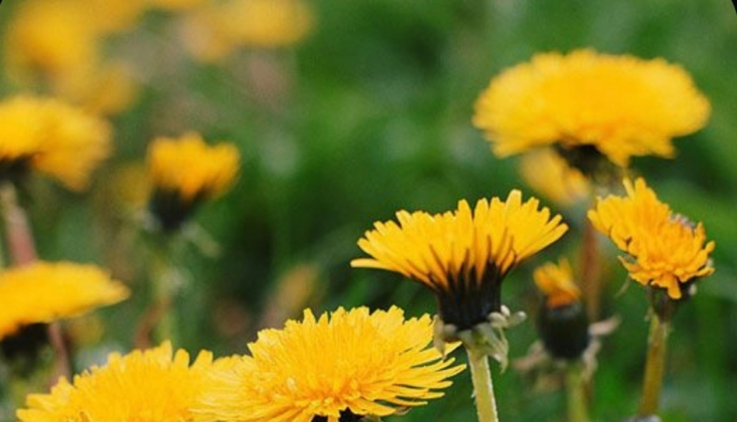 Veselīga dzīvesveida ekskursija