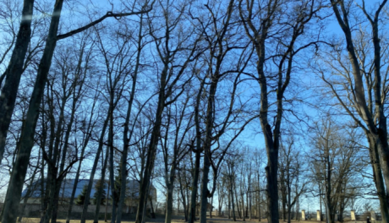 Uzsāk publisko apspriešanu par koku ciršanu pārbūves ietvaros Kruspils pils parkā