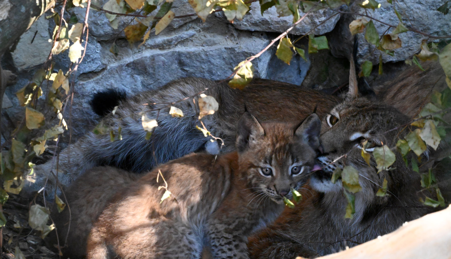 Lūšu mamma ar lūsēnu