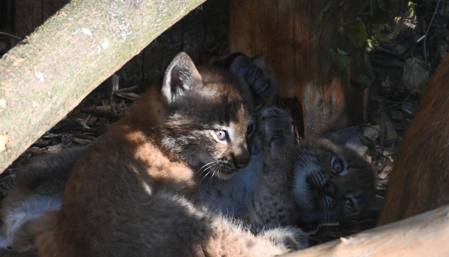 Lūsēni Demija un Rems Rīgas Zooloģiskajā dārzā