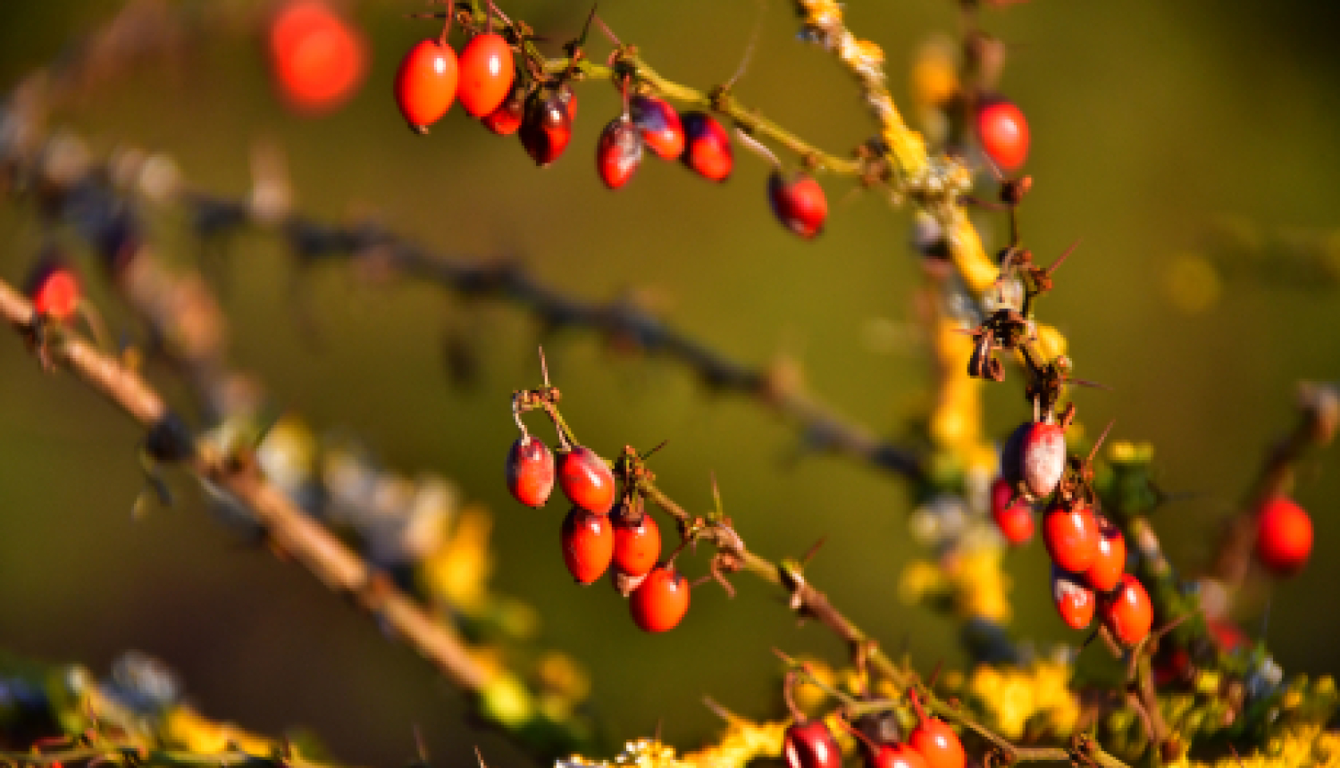 Jauno pensiju un pabalstu izmaksām ir pārejas periods