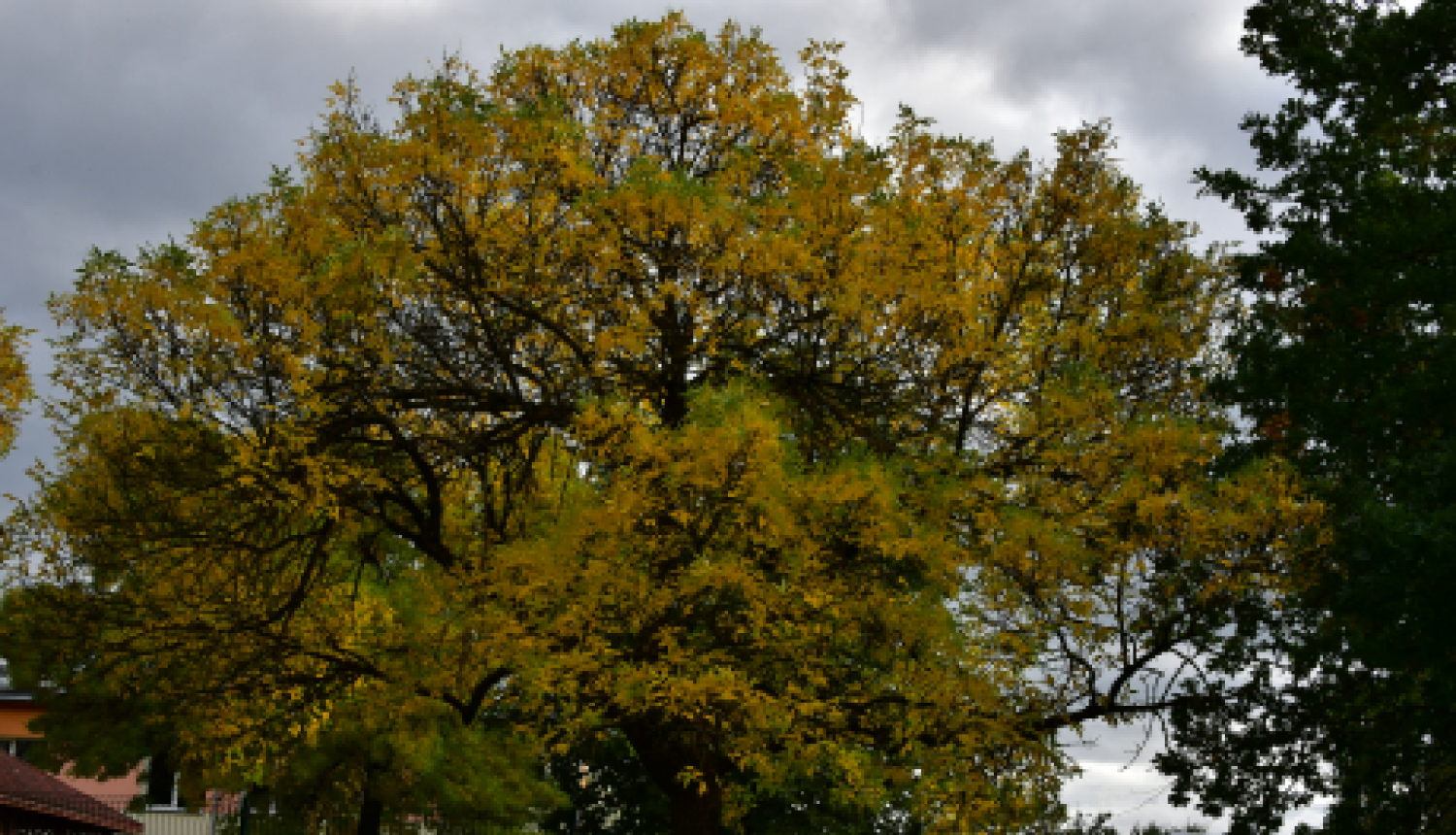 Pašvaldības darbinieki pasaules talkas dienā stādīs kokus