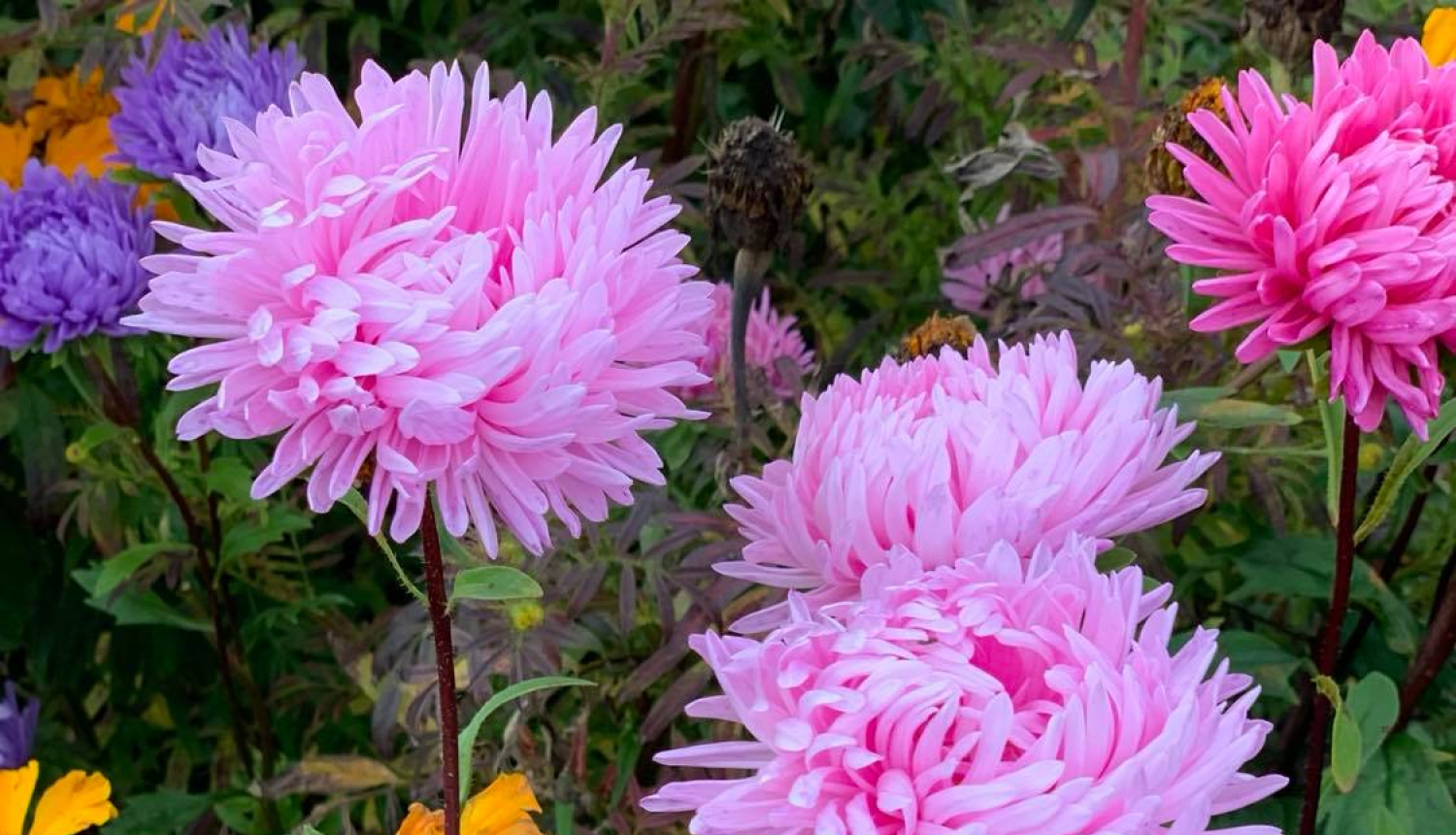 Psihologa vaditas informatīvas lekcijas