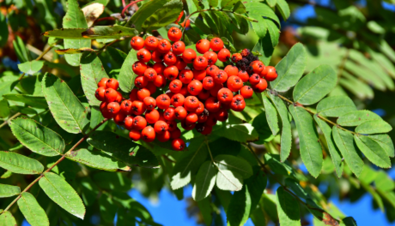 Pašvaldības nedēļas plāns 07.09.- 13.09.
