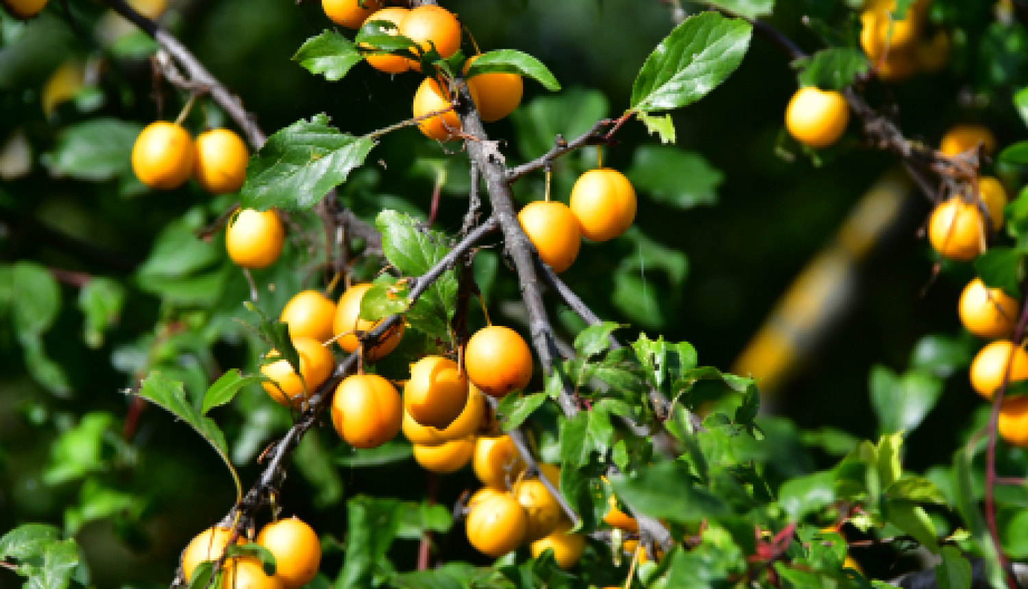 Aicina pieteikties dalībai Miķeļdienas gadatirgū