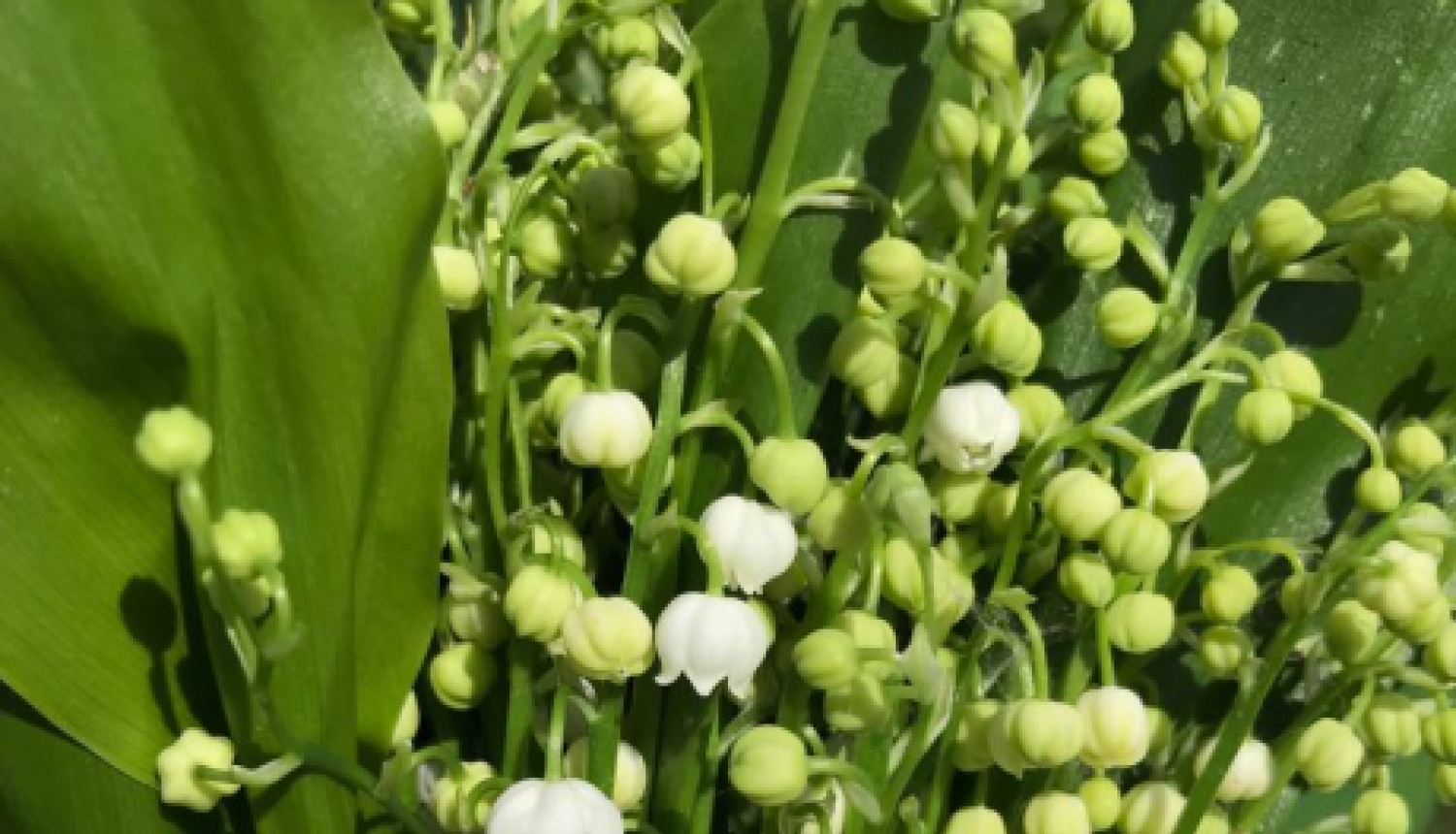 Bezmaksas lekcija “Stress un veselība”