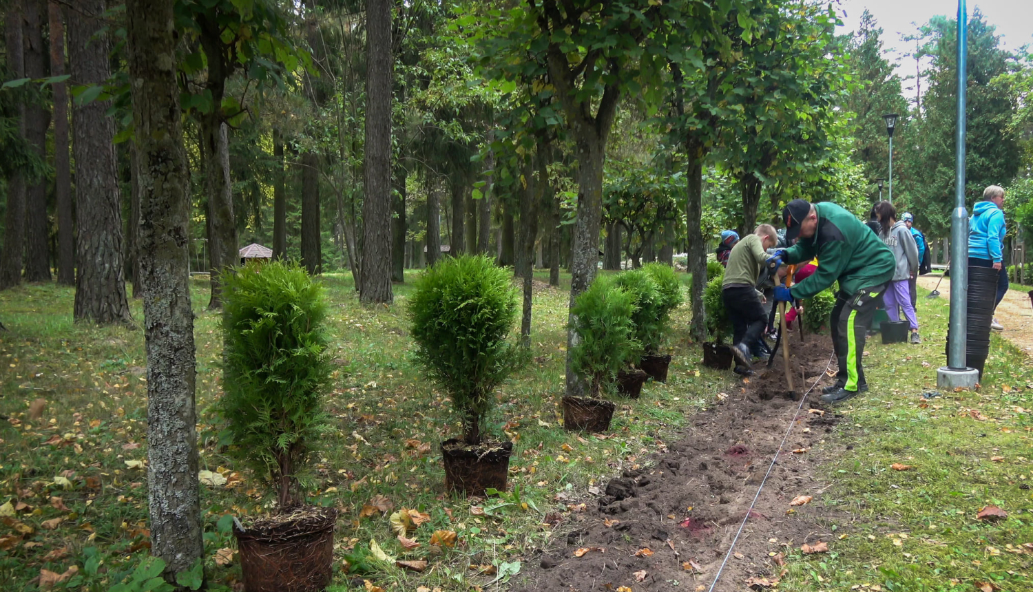 Tūju stādīšana Rubenes dabas parkā