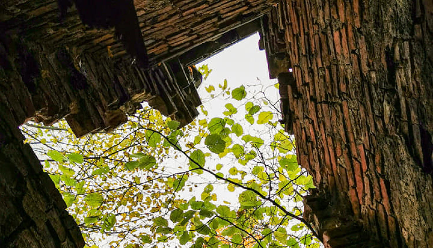 Ilustratīvs dabas foto