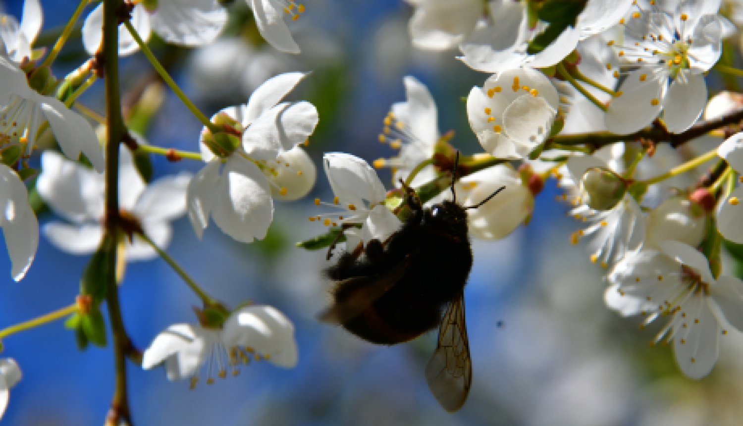 Apstiprina papildu atvieglojumus vakcinētām personām
