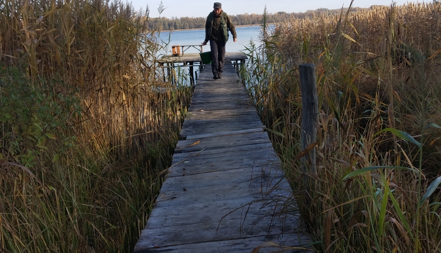 Zivju mazuļu ielaišana Vīku ezerā