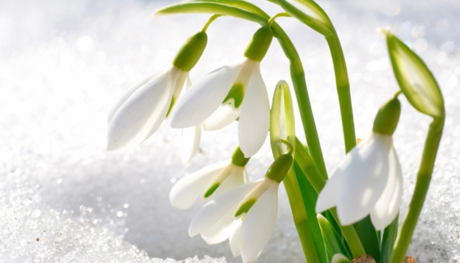 Bezmaksas lekcija par psihisko veselību 17_02_2022