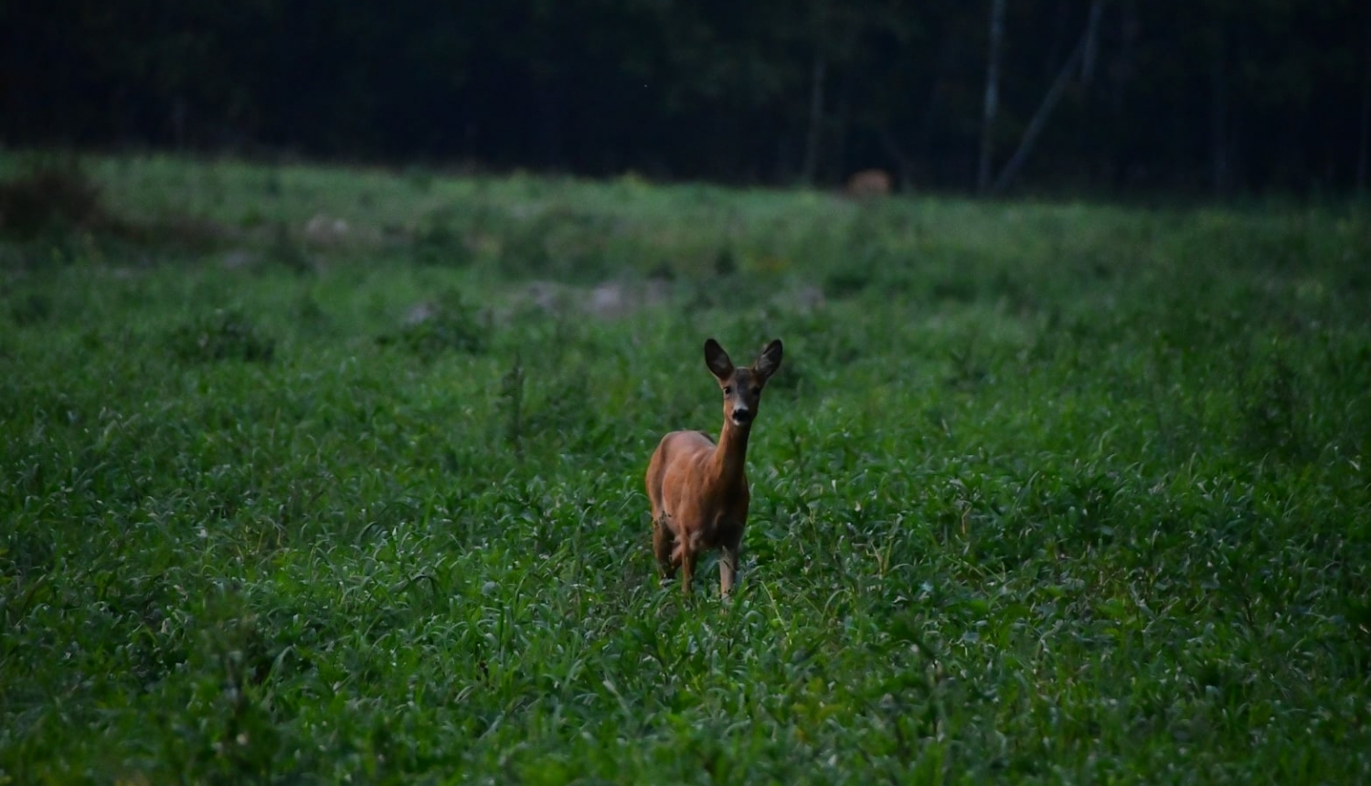 medību koordinācija