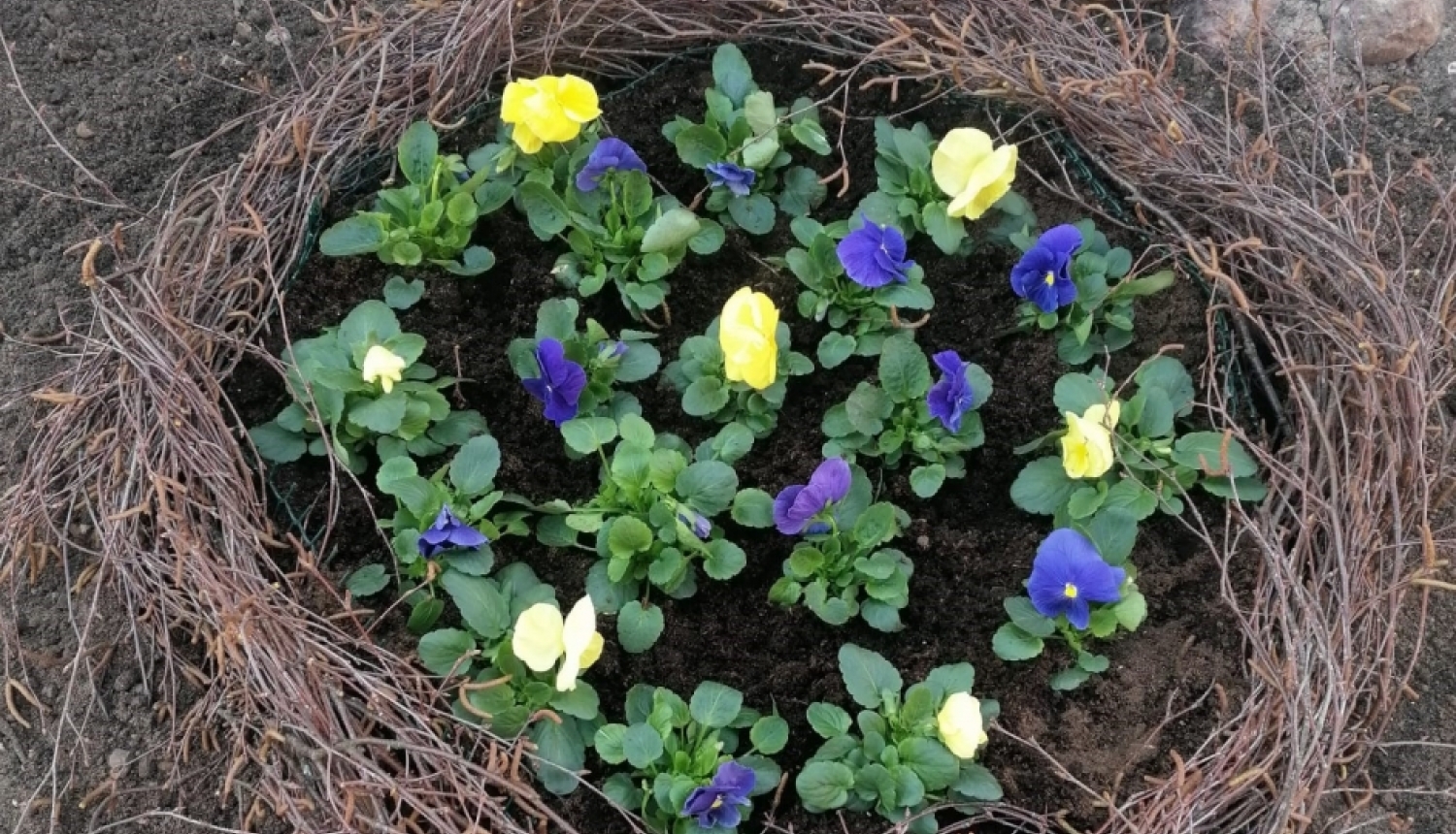 Ziedu kompozīcija Viesītes pilsētā