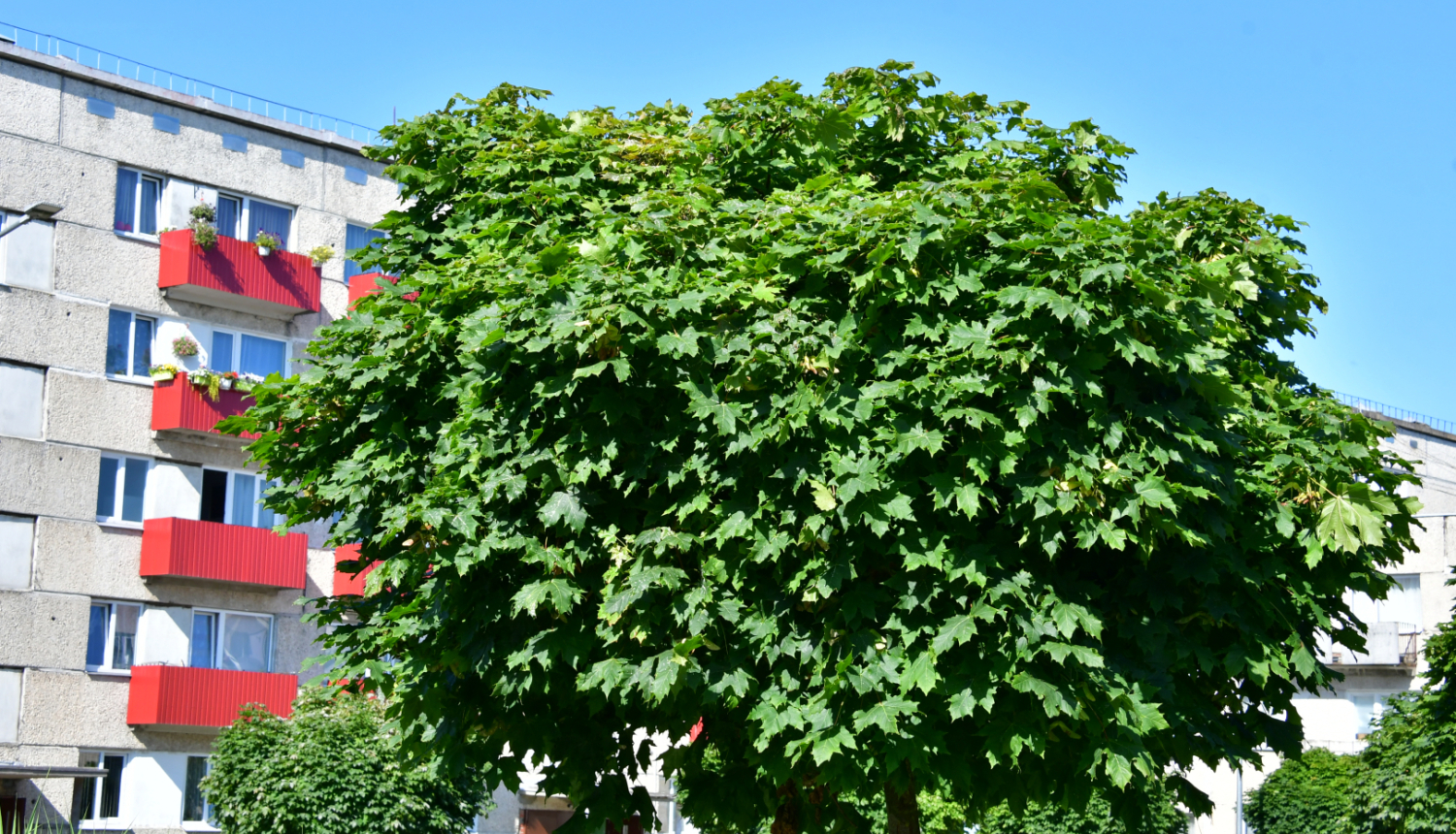 Daudzdzīvokļu ēka un koks