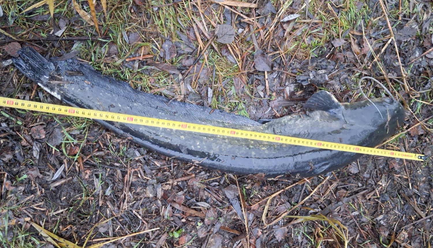 Zivs ar mērinstrumentu blakus