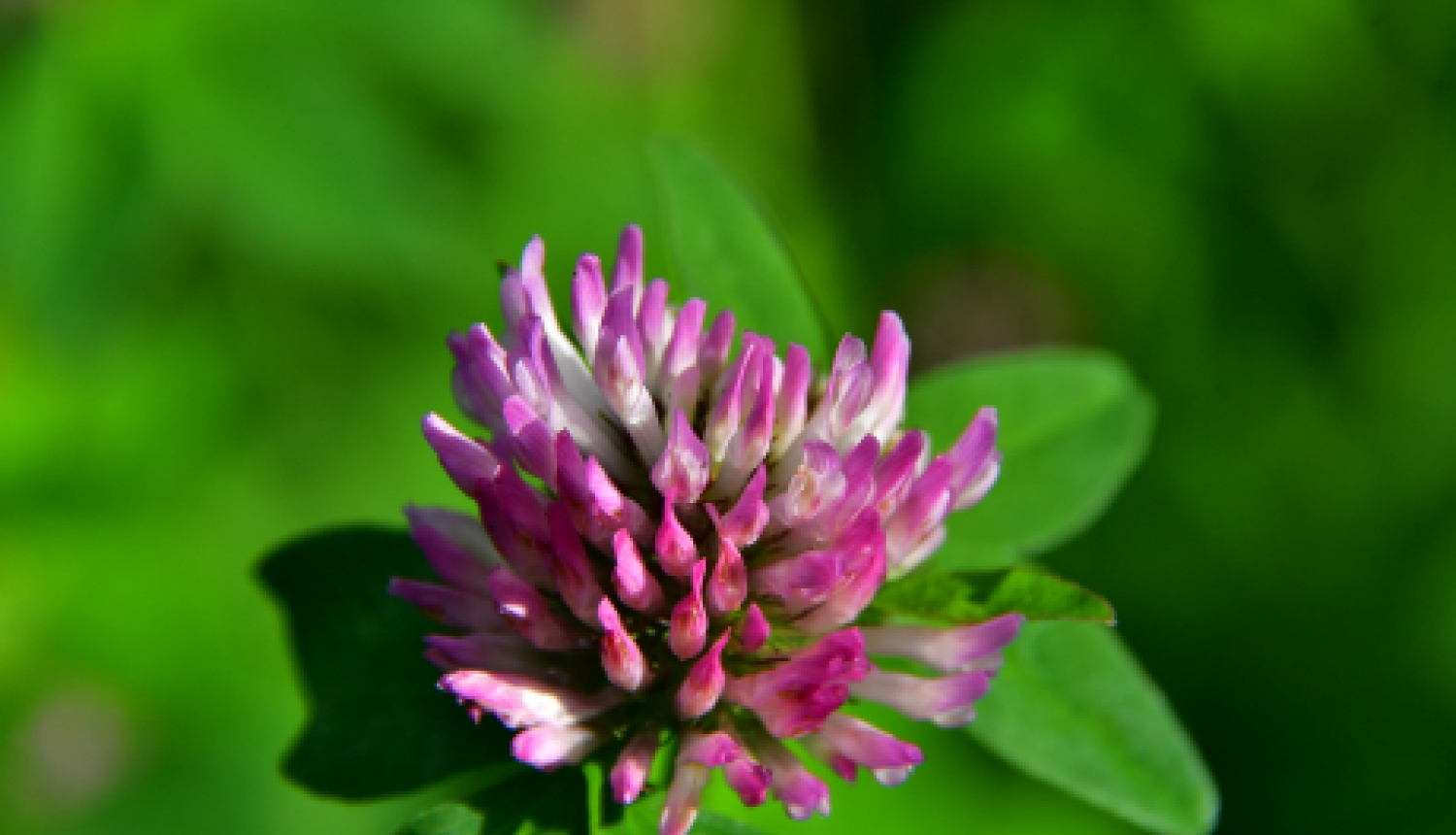 Autobusu parks iesniedz izvērtējumam projekta pieteikumu