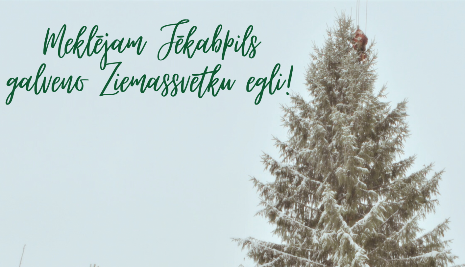 aicina atsaukties iedzīvotājus, kuri vēlētos dāvināt Jēkabpilij galveno Ziemassvētku egli
