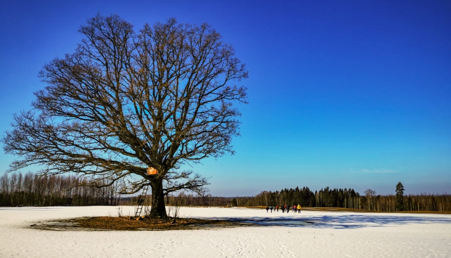 Koks uz sniegota lauka, tālumā iet pārgājiena dalībnieki