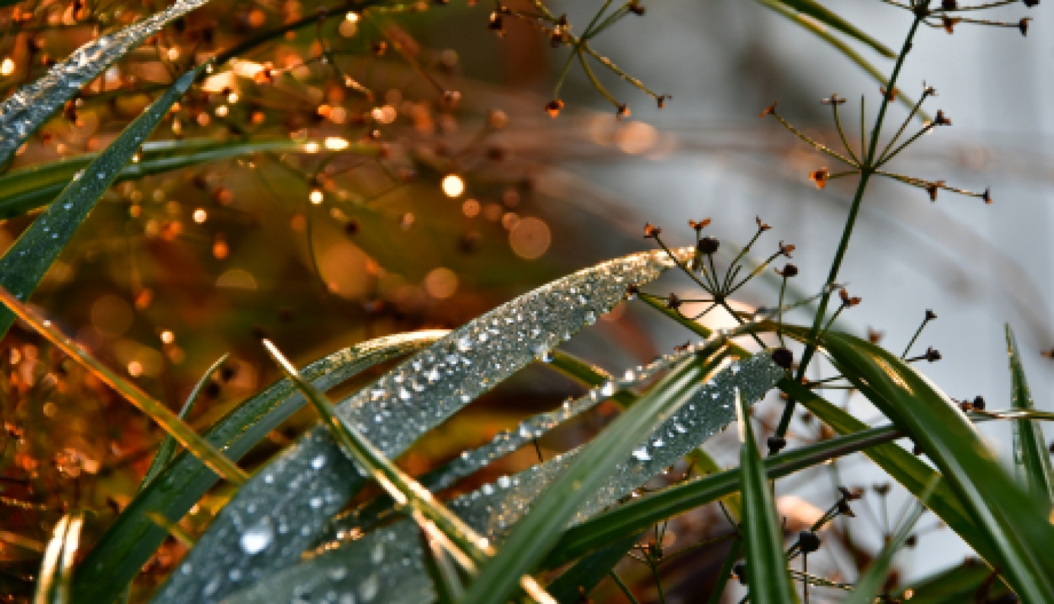 Pašvaldības nedēļas plāns 14.09. -20.09.2020