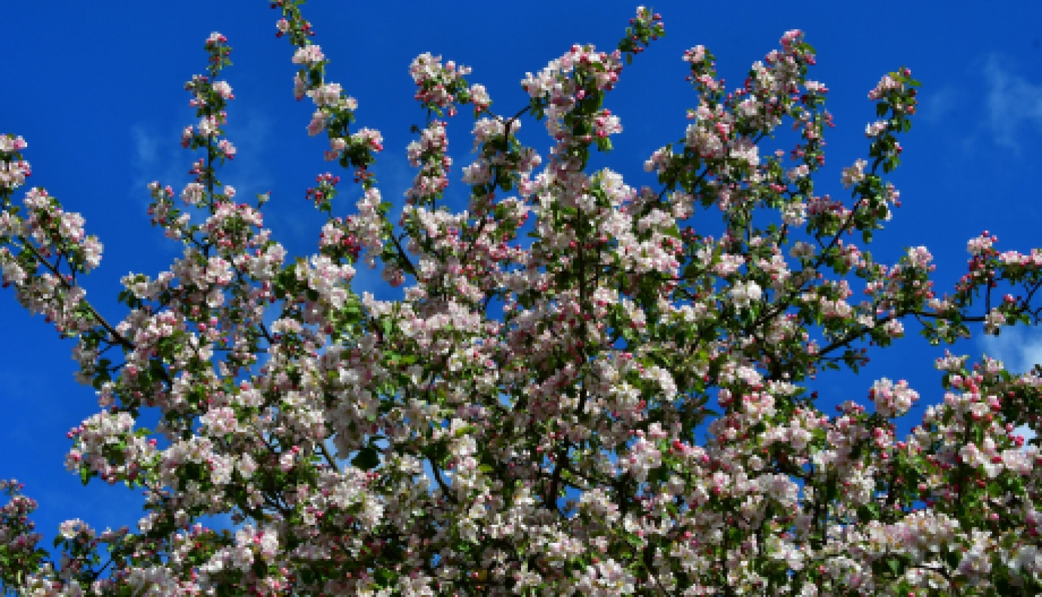 Informācija par mācībām pieaugušajiem 