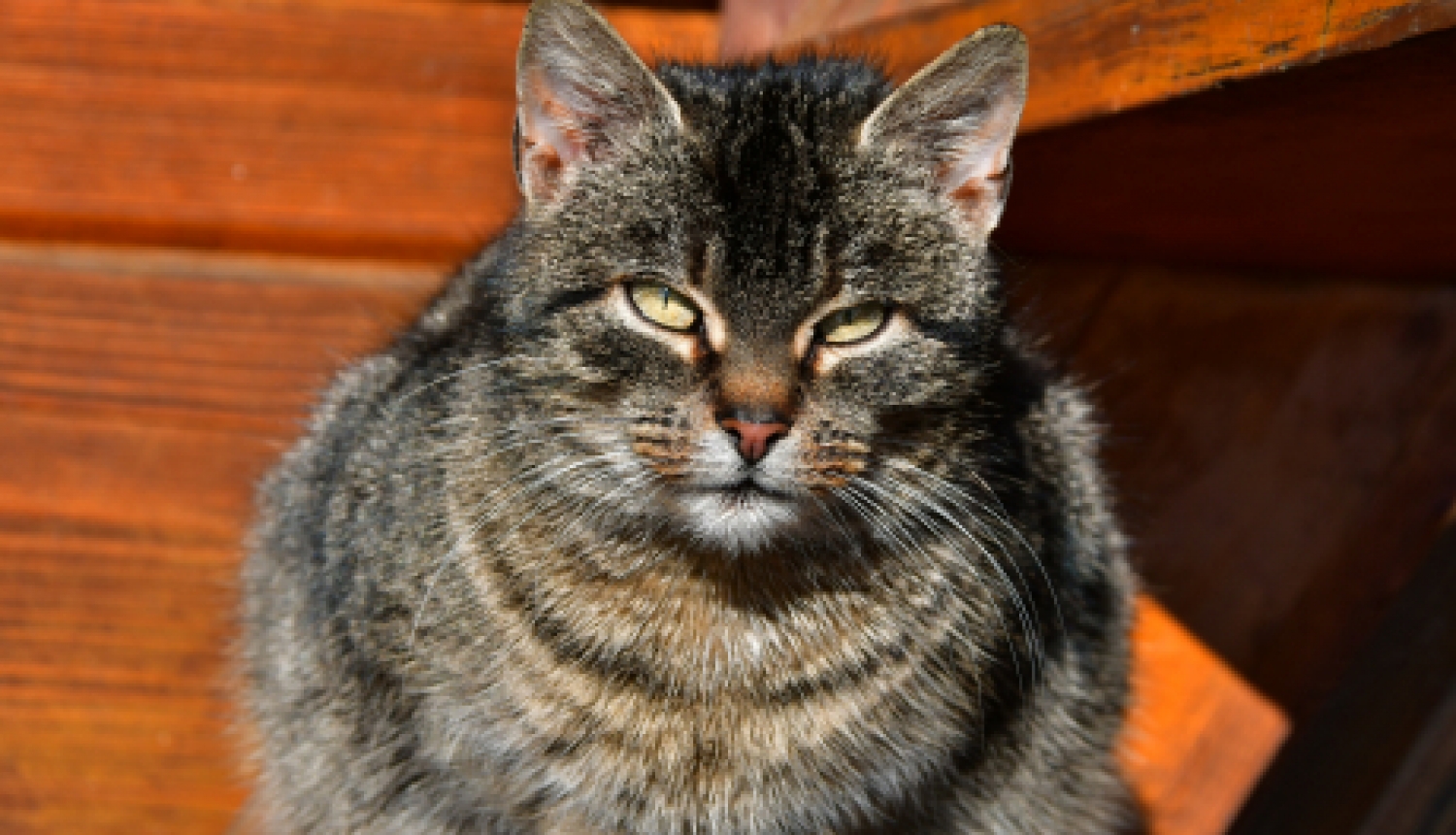 Atgādinājums par mājas dzīvnieku turēšanu un pašvaldības nodevām