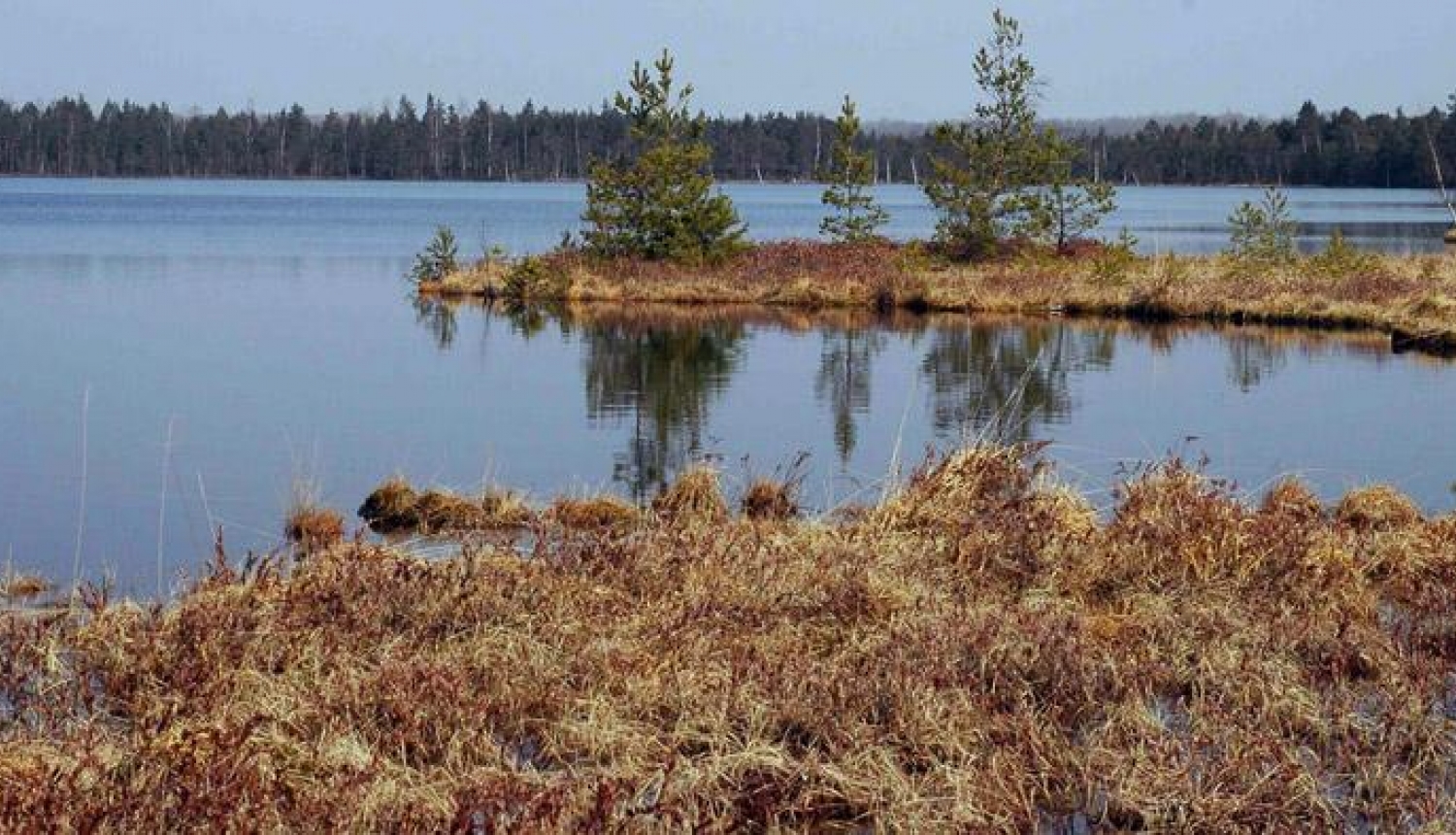 Lielais Pelečāres purvs - Dabas aizsardzības pārvaldes foto
