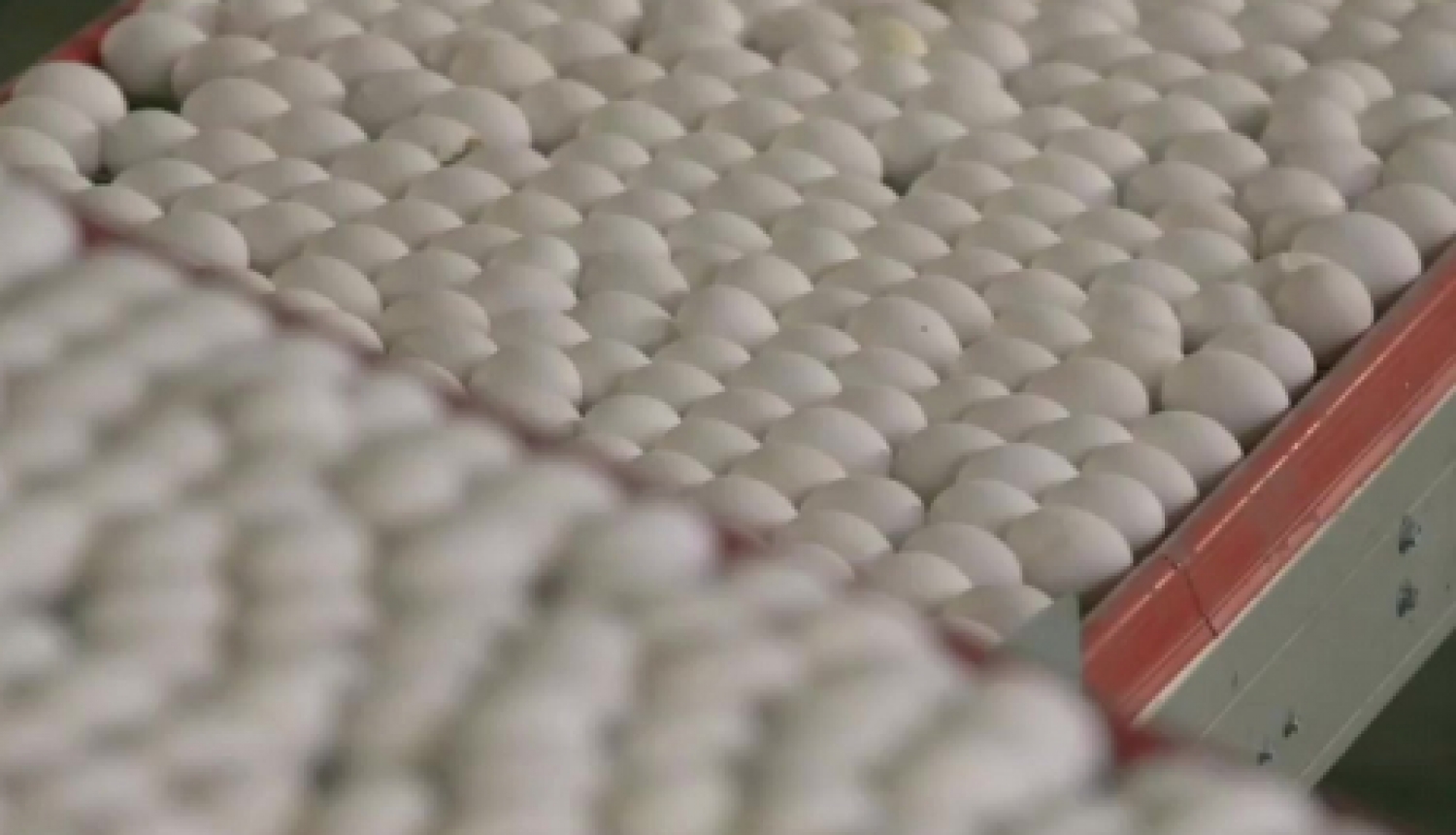 Paziņojums par SIA “GALLUSMAN” Olu un olu produktu ražotnes kompleksa izveides ietekmes uz vidi novērtējuma ziņojuma sabiedrisko apspriešanu