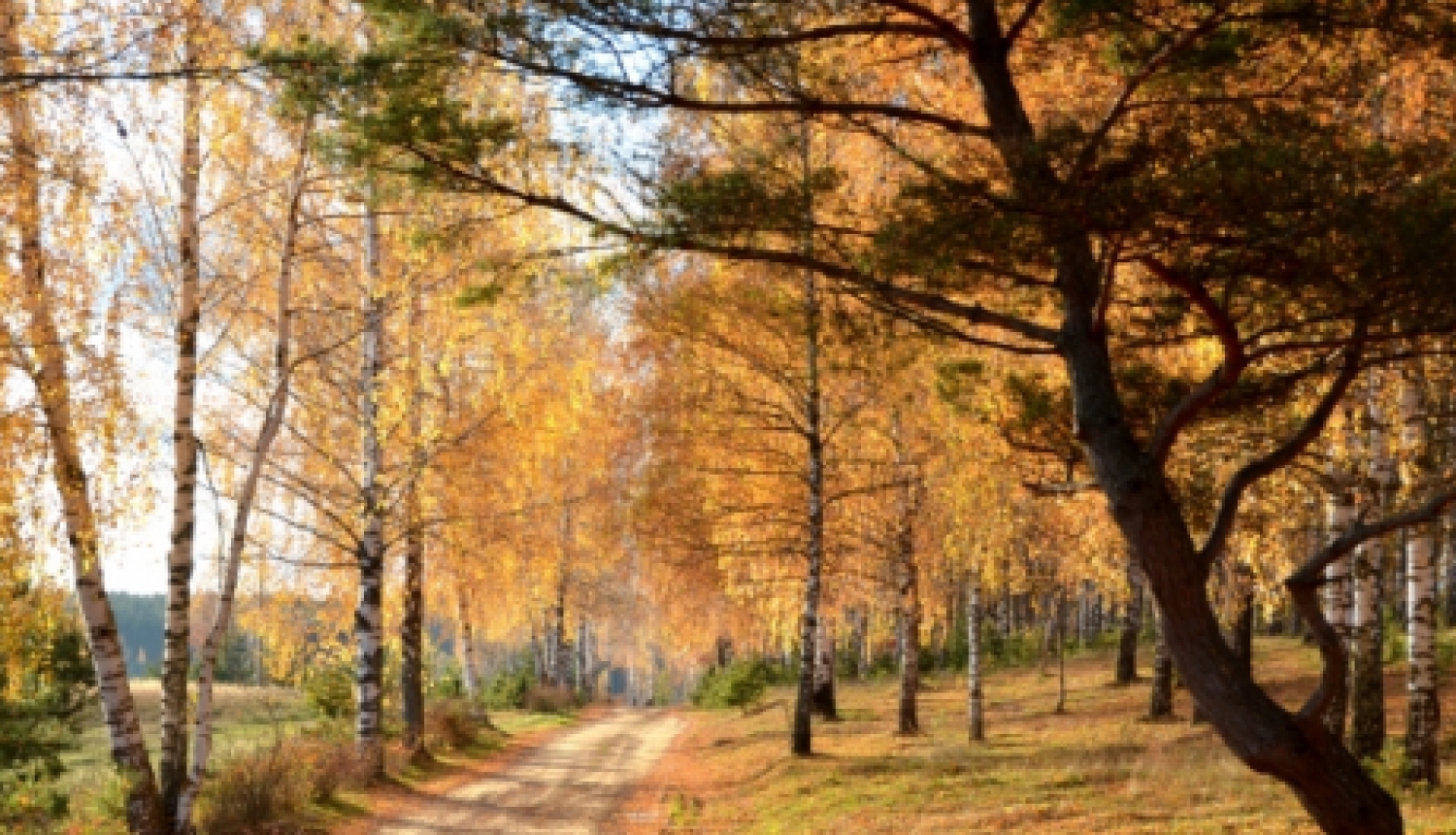 10.oktobrī biedrība "Dzīvības koks" aicina jēkabpiliešus uz nūjošanas nodarbībām