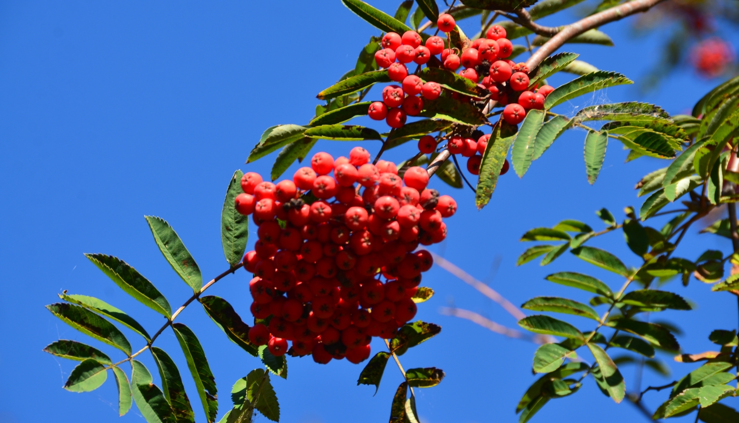 Dabas attēls- pīlādži