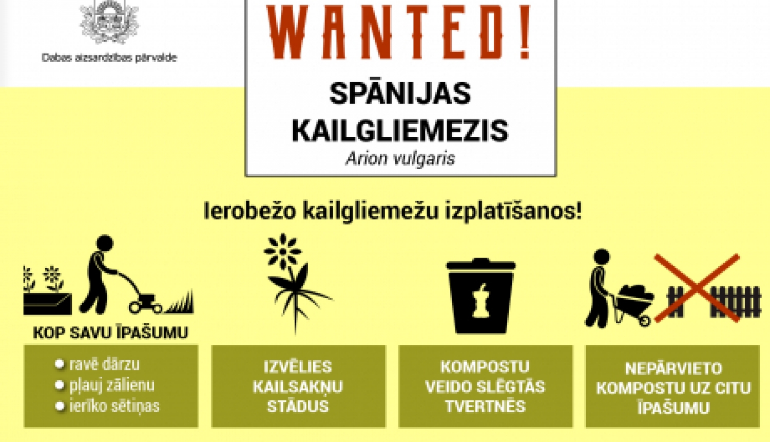 Latvijā strauji izplatās invazīvais Spānijas kailgliemezis