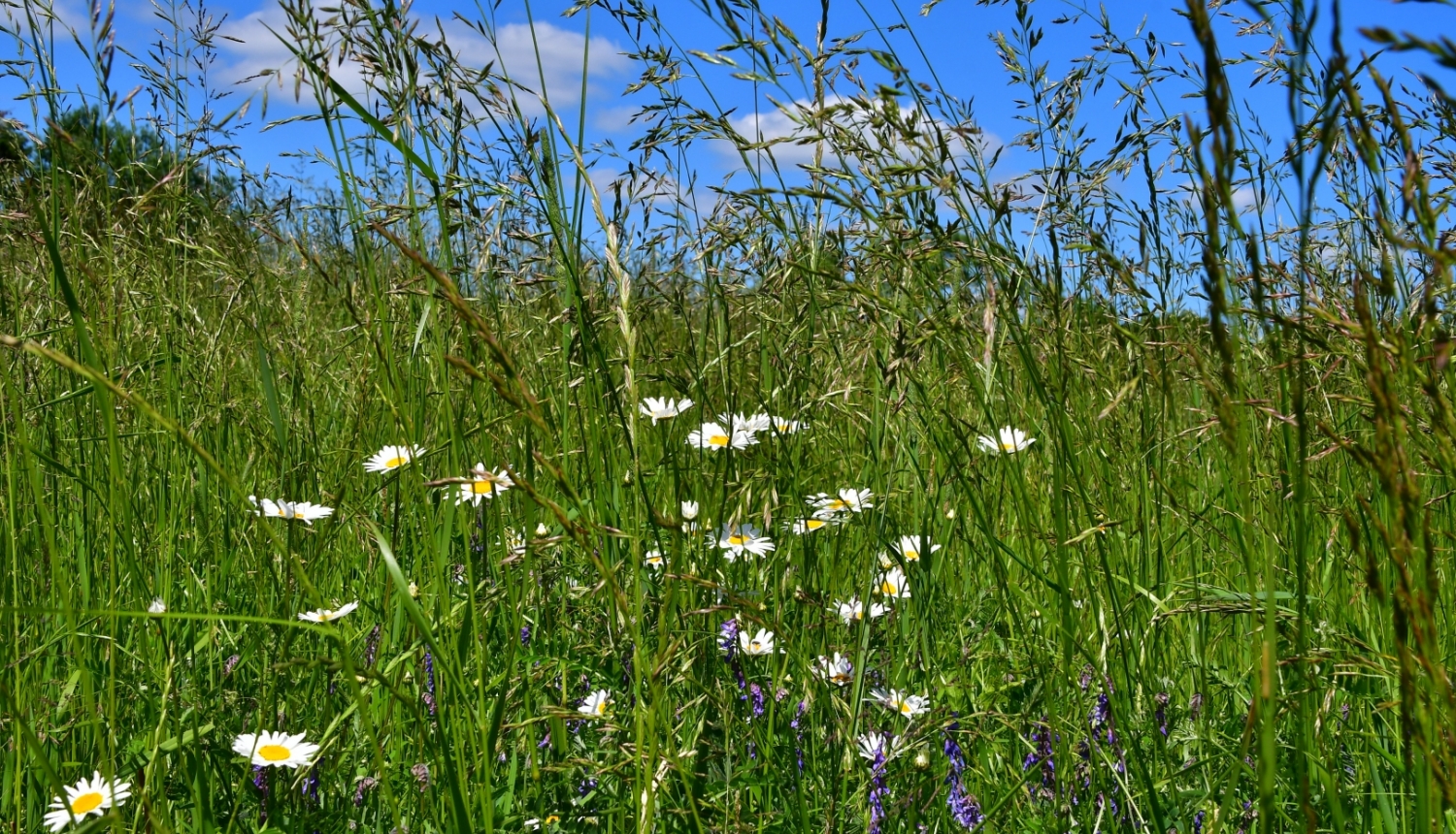 Pļavas ziedi