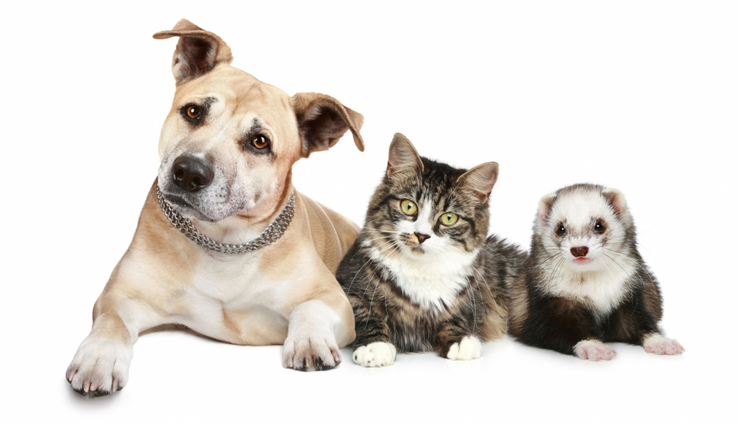 Mājas (istabas) dzīvnieki - suns, kaķis un mājas (istabas) sesks