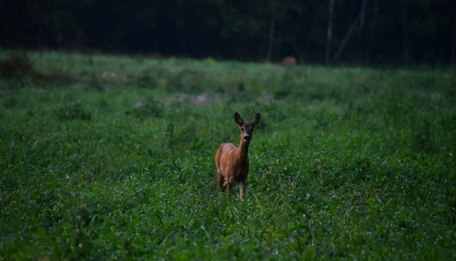 buciņš tālumā pļavā