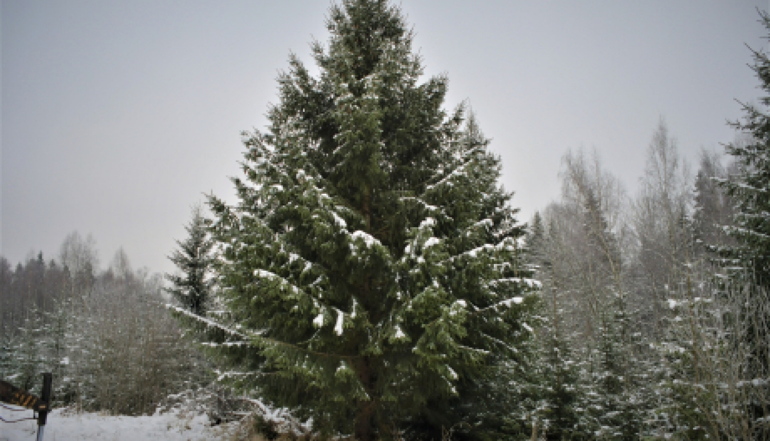 Izvēlēta pilsētas galvenā egle, kas rotās Vecpilsētas laukumu