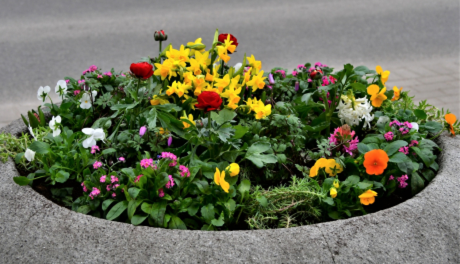 Jēkabpils dobes sāk rotāt pavasara puķes