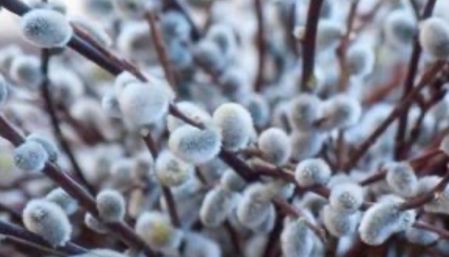 Psihologa vadītu lekciju cikls 