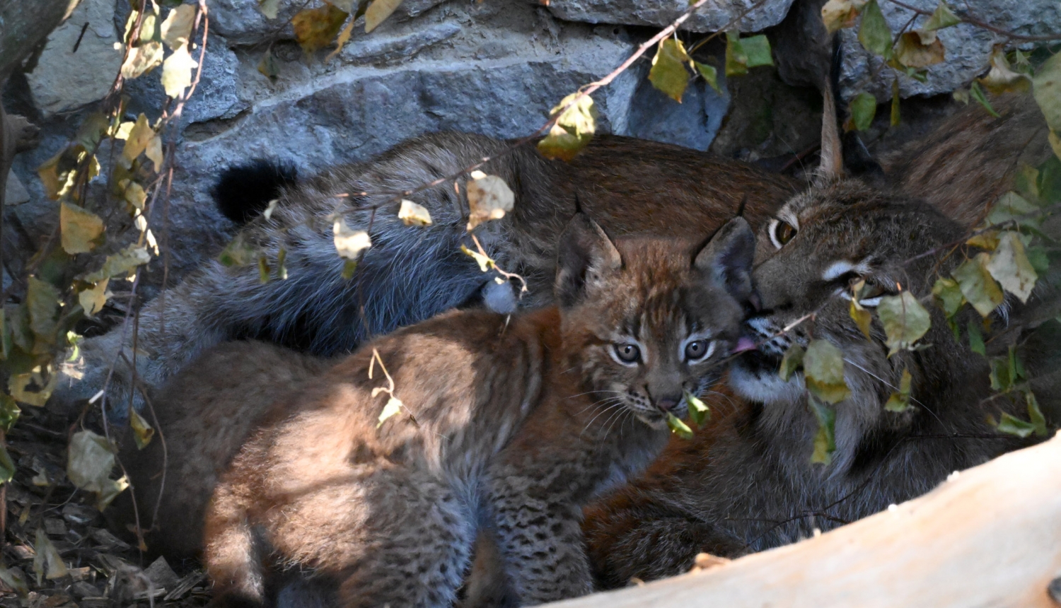 Lūšu mamma ar lūsēnu